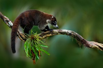Corcovado National Park Experience Costa Rica
