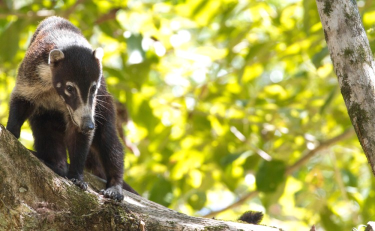 Coatamundi Osa Peninsula shutterstock 672848344