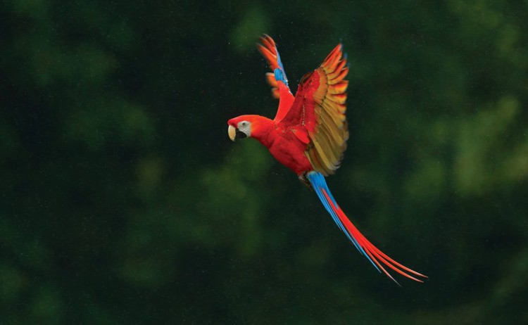 costa rica and panama macaw 