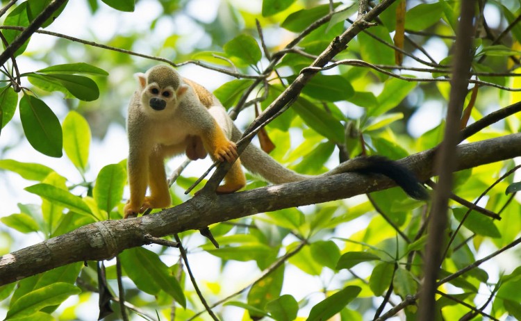 costa rica squirrel monkey 1 scaled