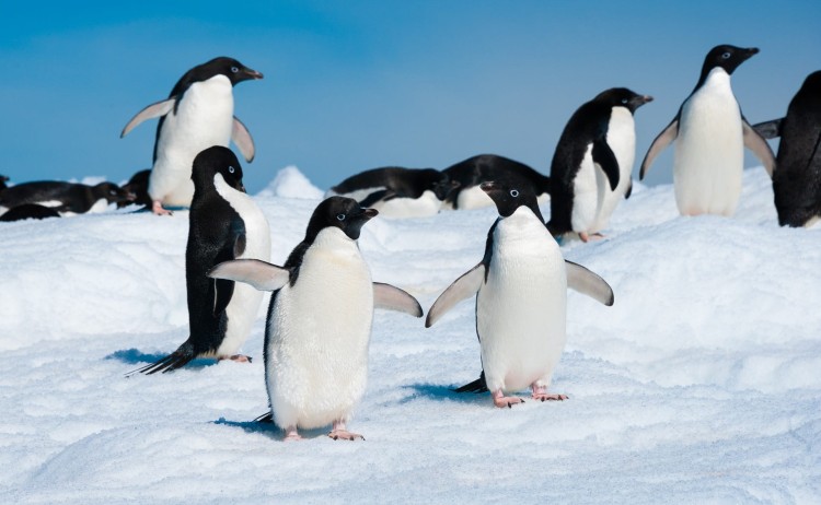 Adelie Penguins