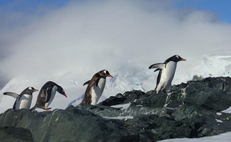 Crossing the Antarctic Circle group of Gentoo penguins standing on dark volcanic rocks