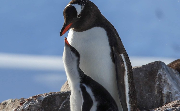 Crossing the Antarctic Circle mother and chick penguin