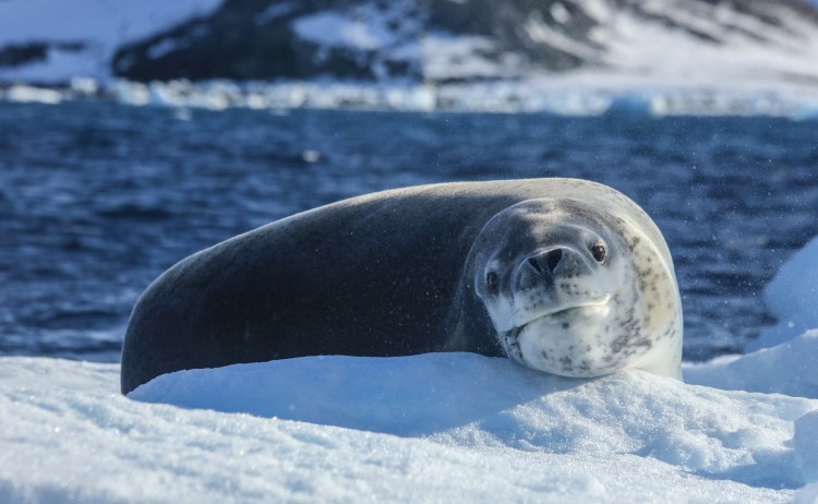 Crossing the Antarctic Circle seal lounging on the ice