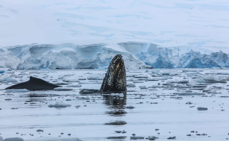 Crossing the Antarctic Circle whale fin