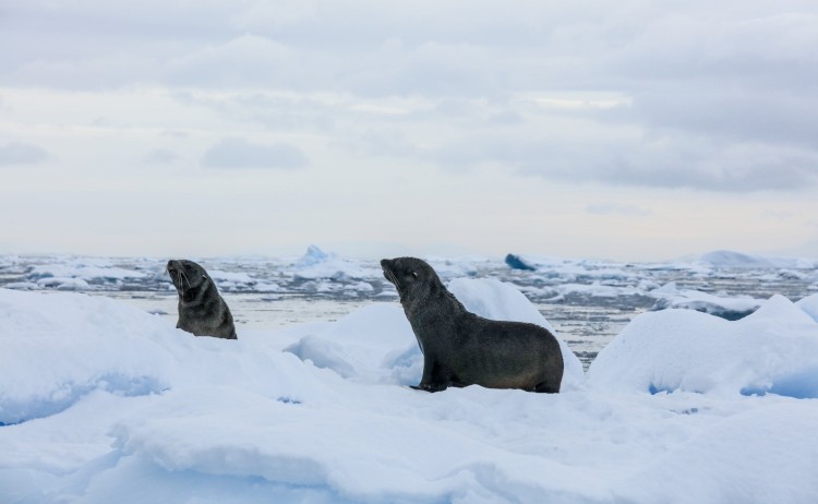 Crossing the Circle two crabeater seals resting on a patch of ice in the Antarctic landscape