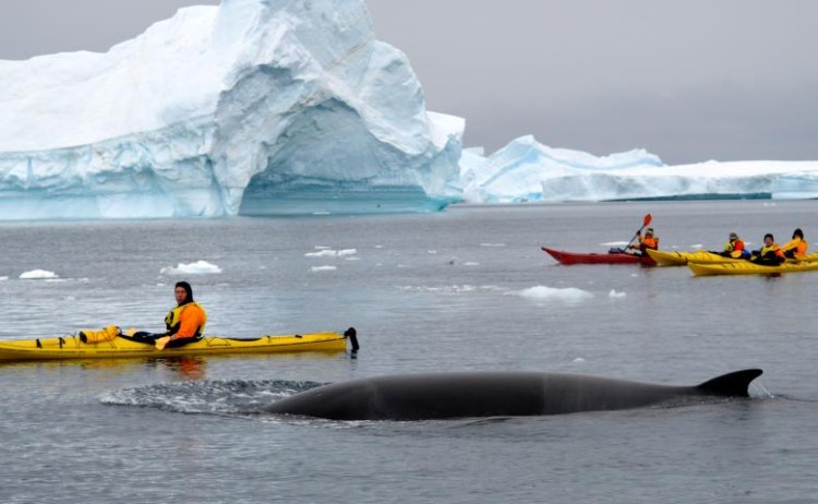 kayaking whales Quark