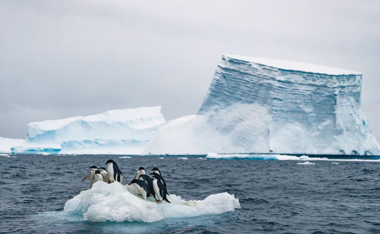 penguins and the towering glaciers of Antarctica