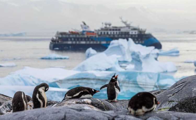Group of penguin in Antarctica