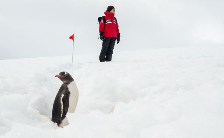 Ocean Albatross with Gentoo Penguiin
