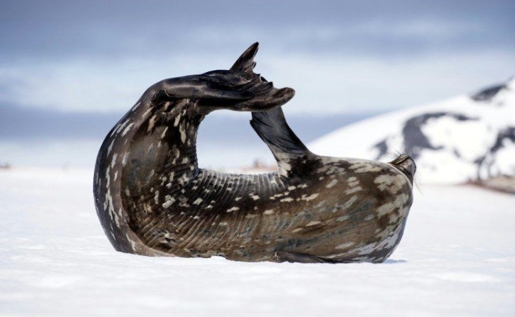 Seal in Antarctica