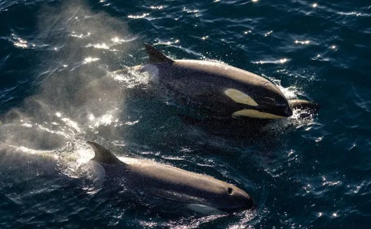 Cruise the Antarctic circle Orcas