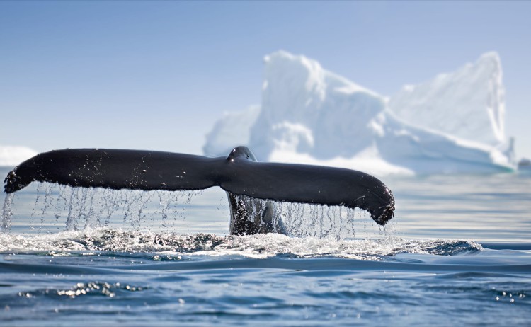 Cruising the Antarctic Circle whale tail