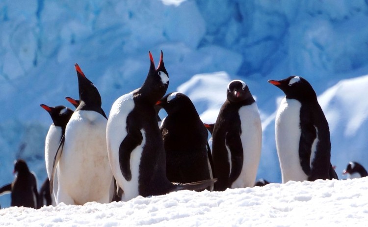 Gentoo penguins standing on snow with a backdrop of icy blue glaciers in Antarctica