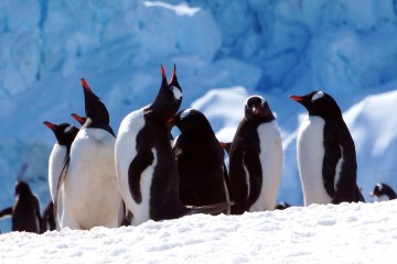 Cruise to the Antarctic Circle