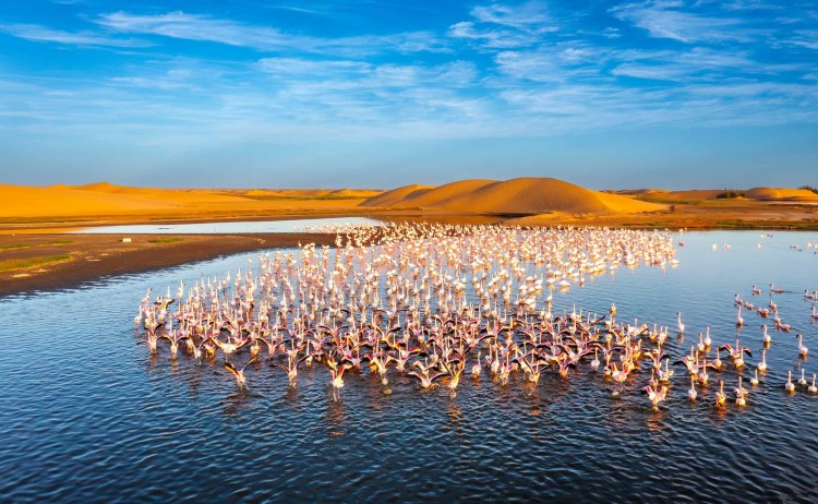 Cruising Namibia Flaminggos in Walvis Bay