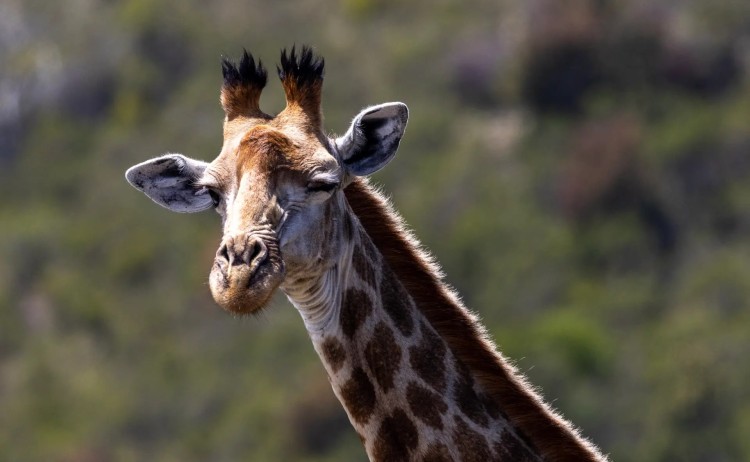 Cruising in Namibia Extended KhwaTtu San Spirit Tour