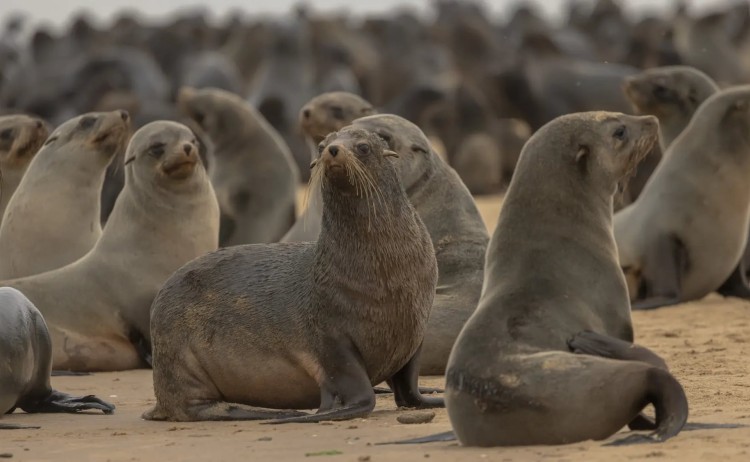 Namibia cruise colony of Cape fur seal