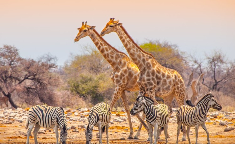 Giraffe and zebras at Namibia's Etosha National Park