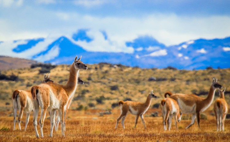 Guanacos in Torres Del Paine National Park Patagonia Chile
