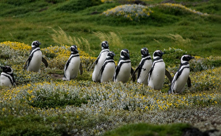 Magellanic penguins Chile