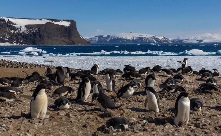 Colony of penguins on shore