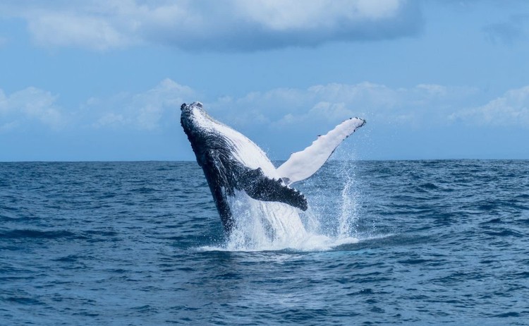 Deep south Basecamp whale breaching