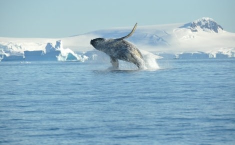 Humpback whale breaching in Antarctica Oceanwide