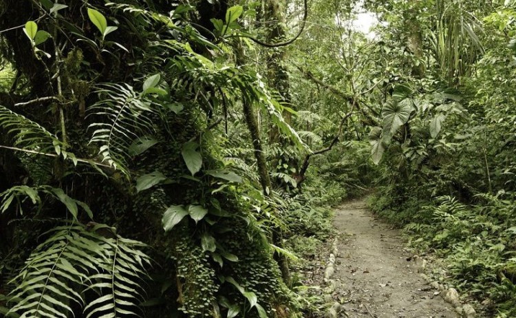 Delfin III Amazon Bolivia