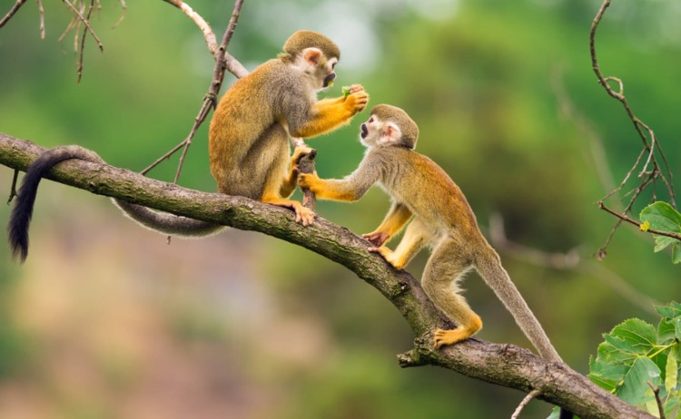 Delfin III Amazon monkeys