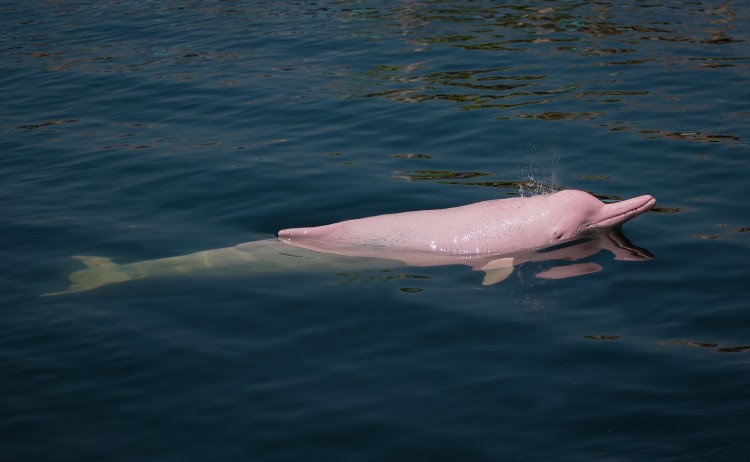 Delfin III Amazon wildlife pink dolphin