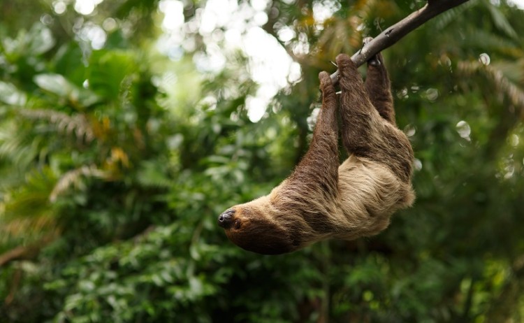 Sloth Rainforest peru