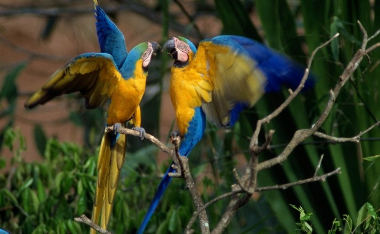Birds in the Amazon rainforest