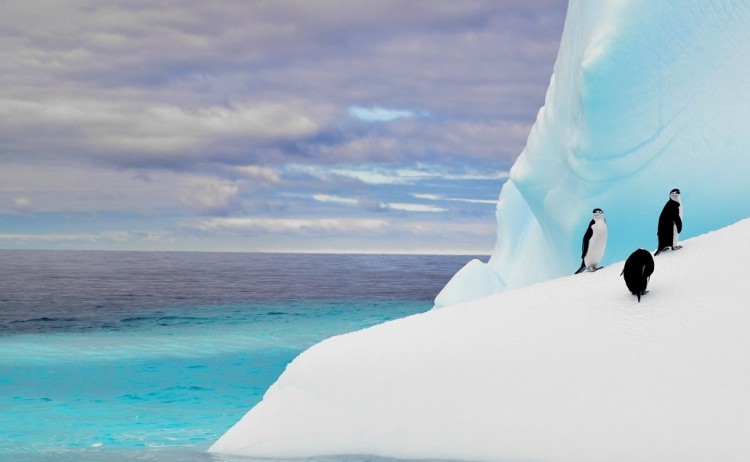 Discover Antarctica Cruise 8