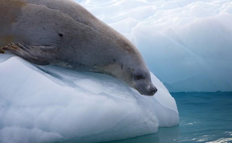 Antarctica Fur Seal
