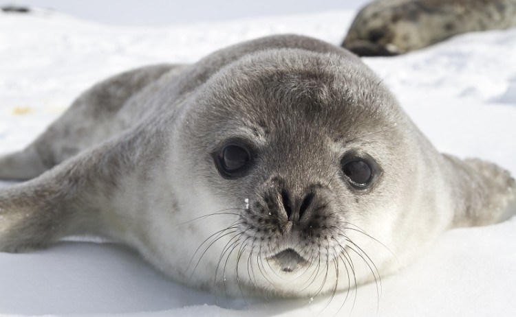 Antarctica Seal 