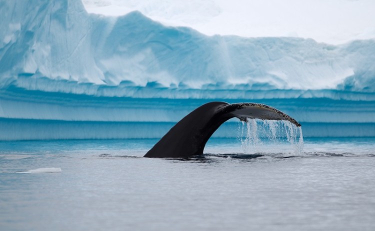 Humpback Whale Antarctica 