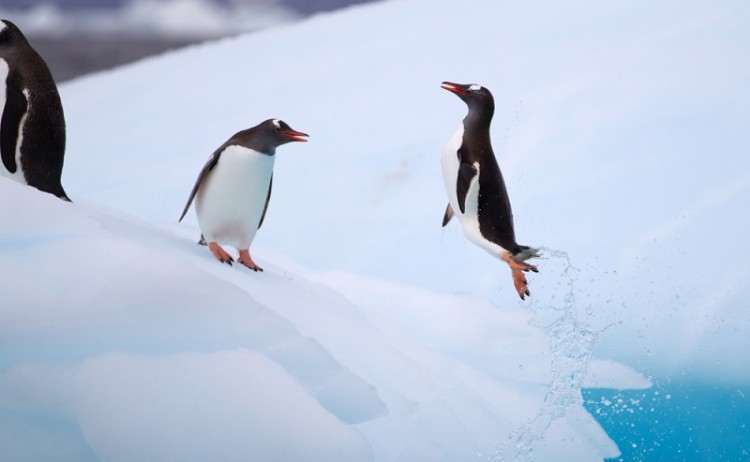 Penguins in Antarctica.