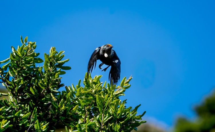 Flying Tui S. Dunlay