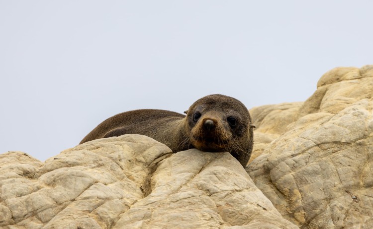 New Zealand Fur Seal Pup T.Henderson