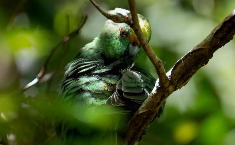 Orange fronted Kakariki S. Dunlay