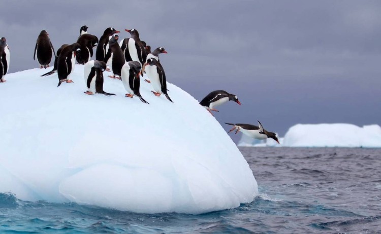 Group of Gentoo penguins