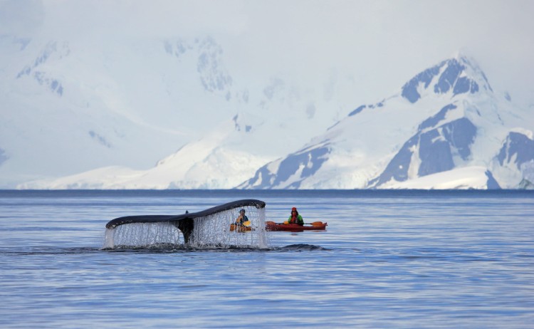 Whale spotted Antarctica