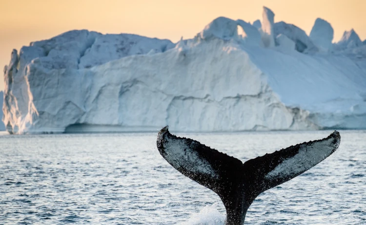 East Greenland Mighty Sermilik Fjords MS BALTO 11