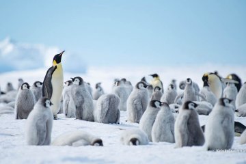 Early Emperors: Whichaway Camp