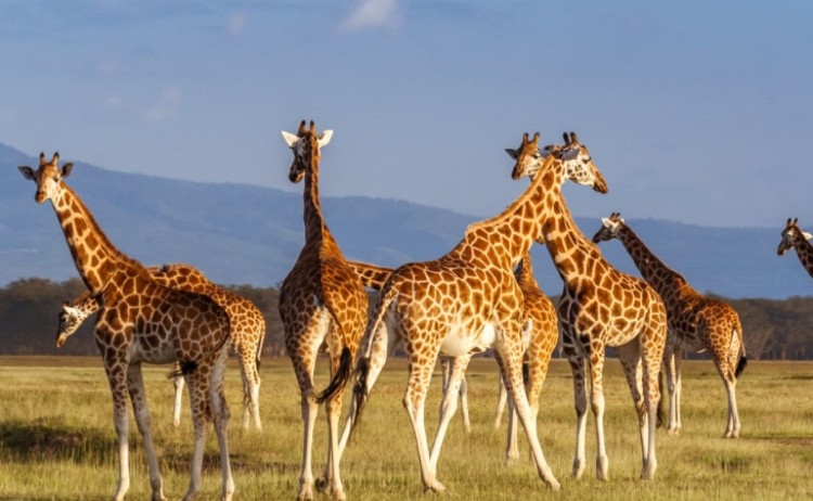 SMALL Rothschilds Giraffes