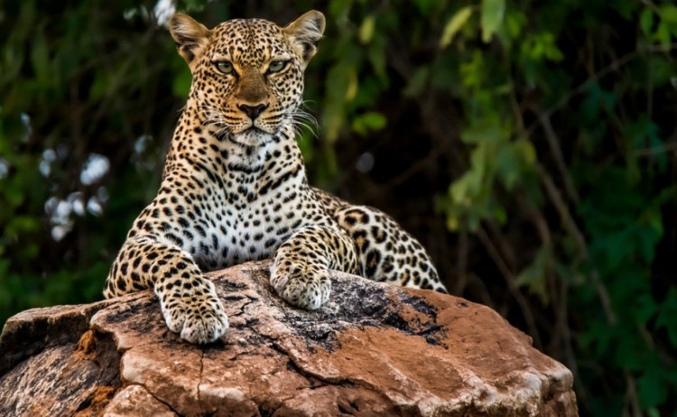 Samburu leopard