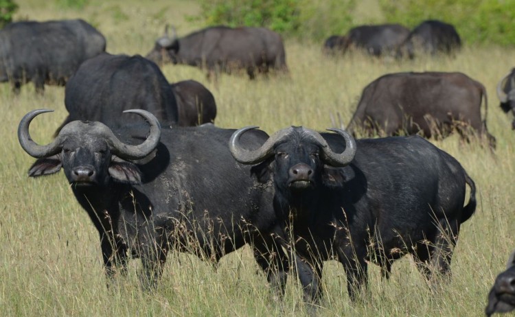 drifters buffalo small