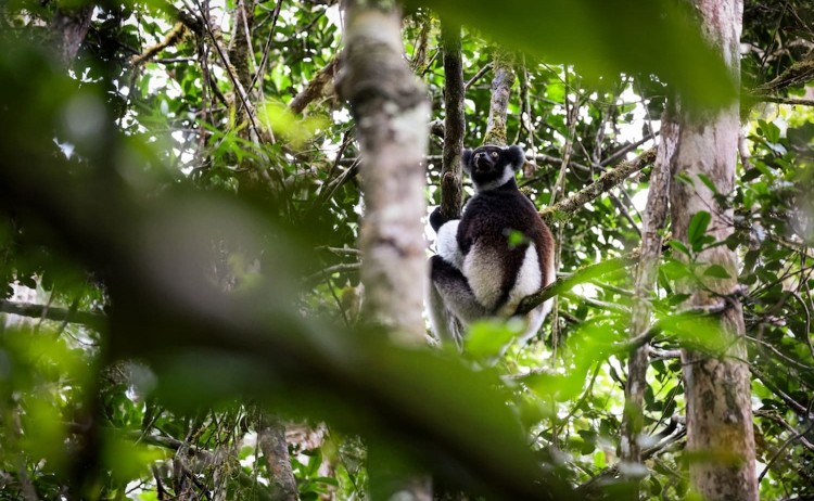 East Madagascar Indri lemur perched in the trees of Madagascar