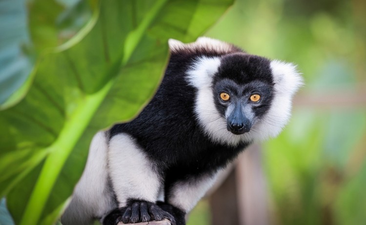 East Madagascar Indri lemur resting among lush green foliage in Madagascar